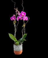 Purple Love - Purple Orchid doble stem  