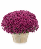 Purple Mum 8" blooming plant