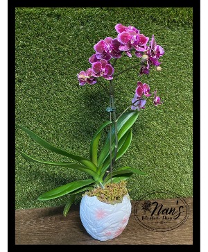 Purple Novelty Orchid 