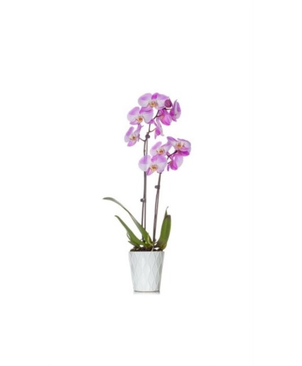 Purple or White Orchid 