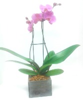 Pastel Orchid 