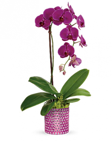 purple orchid 