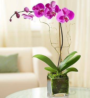 Purple Orchid  
