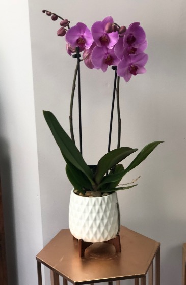 Purple orchid   in Aurora, ON | Petal Me Sugar Florist