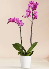 Purple Orchid 