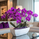 Purple Orchid Arrangement  