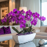 Purple Orchid Arrangement  