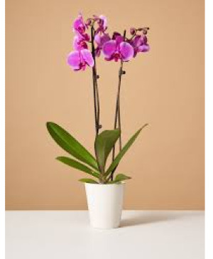 Purple Orchid Blooming Plant