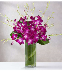 Purple Orchid Embrace 