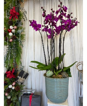purple orchid planrs 