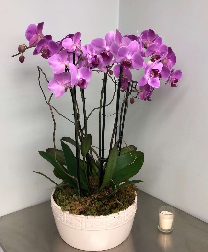 Purple Orchid Plant 