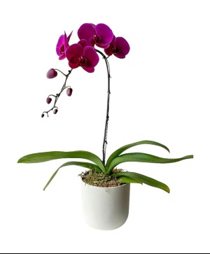 Orchid Plant - Purple  