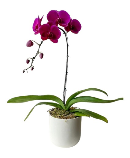 Orchid Plant - Purple  