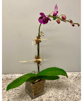 Purple Orchid Plant Flowering Plant
