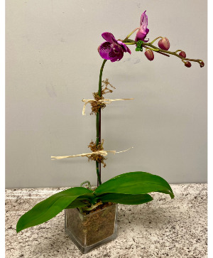 Purple Orchid Plant Flowering Plant