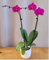 Purple Orchid Plant in Ceramic Container House Plant