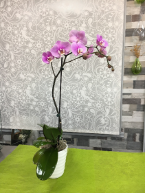 Purple Orchid Plant  Orchid Plant 