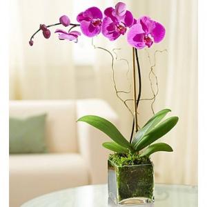 Purple Orchid Plant Orchid Plant