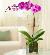 Purple Orchid Plants