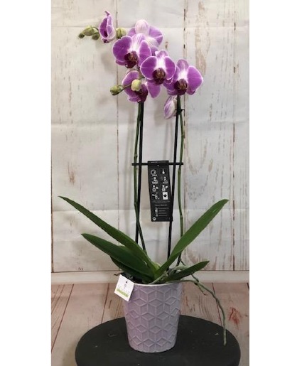 Purple Orchid Potted Plant