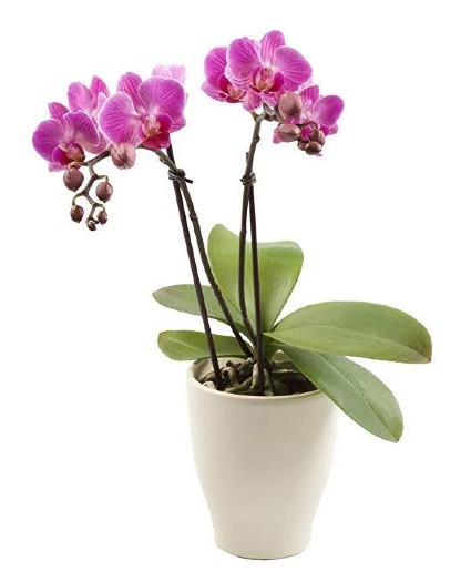 Purple orchide plant 