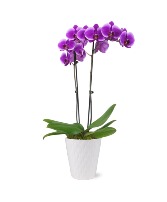 Double Purple Orchid Plant 