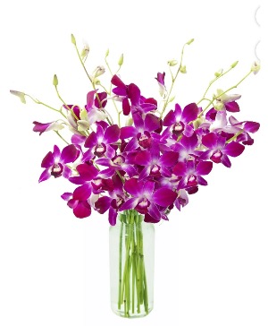 Royal orchids in purple 
