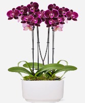 Purple Paradise  Houseplant ~ Orchid Garden