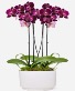 Purple Paradise  Houseplant ~ Orchid Garden