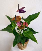 Purple Passion Anthurium Blooming Plant