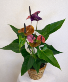 Purple Passion Anthurium Blooming Plant