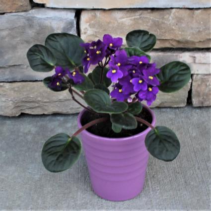Single Bloom African Violet blooming plant