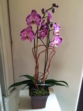 Purple Passion Orchid 