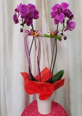 Purple passion orchid  Plant