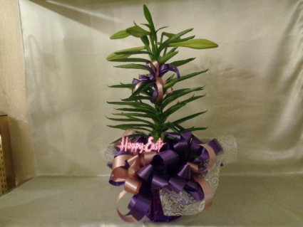 Purple Passion Lily Plant
