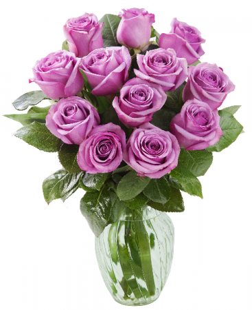Purple passion Roses