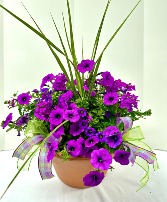 Purple Patio Planter Plants