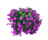 Purple Patio Pot Outdoor Potted Annuals 