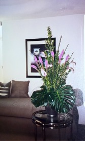 Purple Petal Dreams Plant 