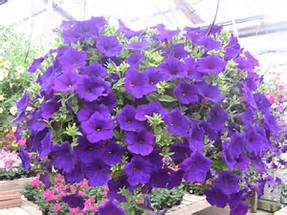 Purple Petunia Hanging Basket 