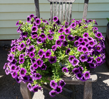 Purple Petunia Hanging Basket
