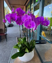 purple phalaenopsis 