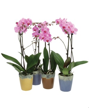 Assorted Phalaenopsis Orchids 