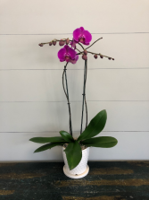 Purple Phalaenopsis Orchid Pot May Vary