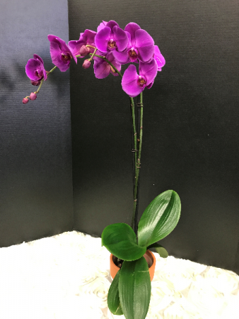 Purple Phalaenopsis Orchid Orchid Plant in Katy, TX - KD'S FLORIST & GIFTS