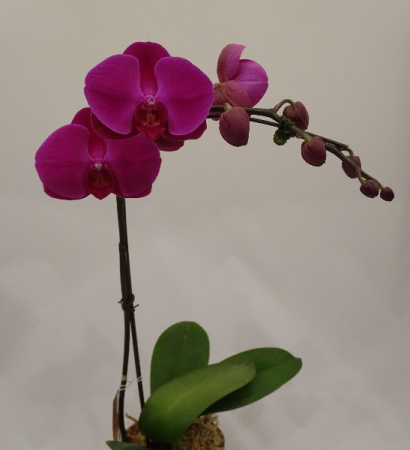 Purple Phalaenopsis Orchid Plant in Saint George, UT - DESERT ROSE FLORAL