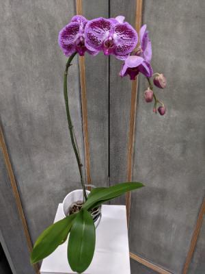 Phalaenopsis Orchid Asst. colors
