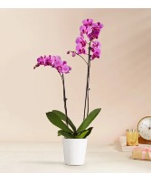 Purple Phalaenopsis Orchid Plant 