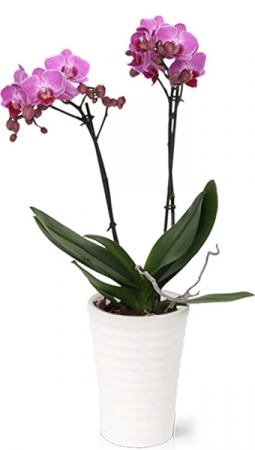 Purple Phalaenopsis Orchid Plant  Plant