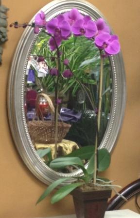 Purple Phalaenopsis Orchid Plant in Katy, TX | KD'S FLORIST & GIFTS Purple Phalaenopsis Orchid Plant in Katy, TX | KD'S FLORIST & GIFTS